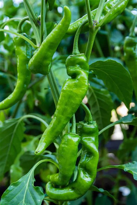 anaheim pepper a popular mild california chili stuffed