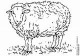 Mouton sketch template