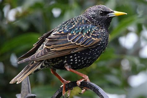 invasion   starlings  moment  science indiana public media