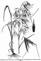 Avena Fatua Plant Grasses Drawing Keys sketch template
