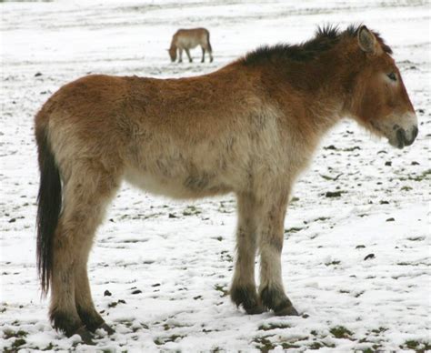 prehistoric horse genome decoded pushing  origins  equine