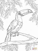 Toucan Toco Supercoloring Tukan Tucan Tucano Printable Colorir Aves Colouring Malvorlagen Ausmalen Volwassenen Vogel Vogels Oiseaux Drawings Ausmalbilder Tocan Largement sketch template