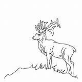 Malvorlagen Waldtiere Ausdrucken Chevreuil Fensterbilder Hirsch Ausschneiden Kostenlos Ausmalen 2754 Malvorlage Hirsche Coloriages Besten Edelgrau Tierspuren Thema Sammlung Deer Coloring sketch template