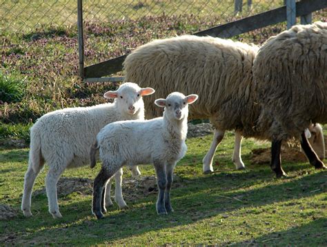 ovce bjelovar march  zarko komljenovic flickr