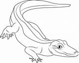 Alligator Coloring American Coloringpages101 Pages Color sketch template