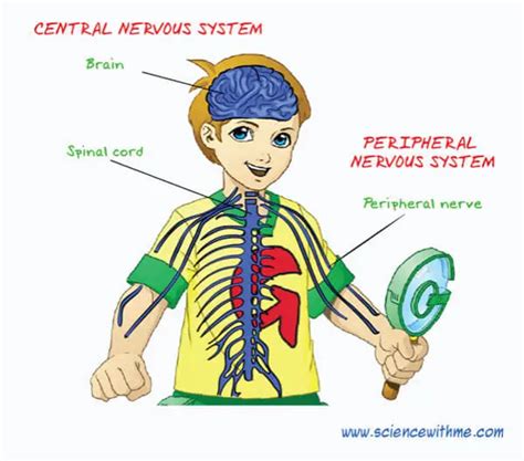 human nervous system archives easy science  kids