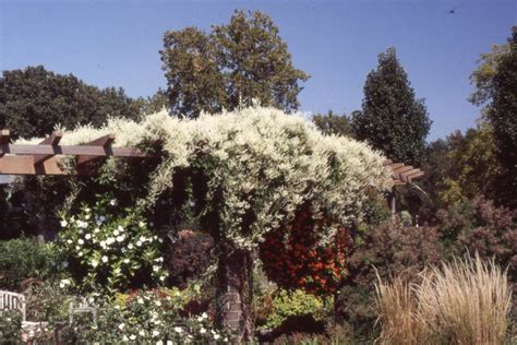 silver lace vine  morton arboretum