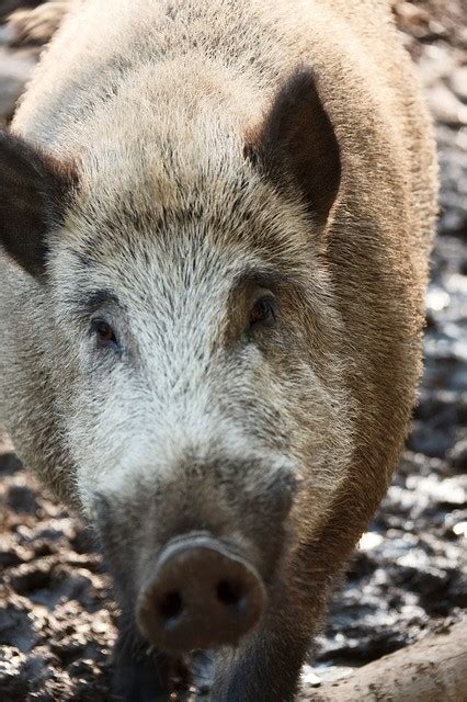 hogs  wild  florida county nature world news