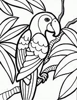 Coloring Parrot Pages Bird раскраски Adult Gif бразилия Animal sketch template