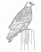 Eagle Coloring Golden Pages Harpy Largest Color Printable Siting Eagles Colouring Bald Kids Clipart Sheets Library Getdrawings Getcolorings Popular Coloringhome sketch template