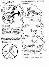 Worksheet Replication Biology Demonstrate Chessmuseum sketch template