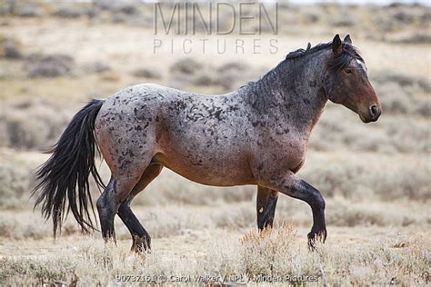 minden pictures wild bay roan mustang stallion trotting  adobe town
