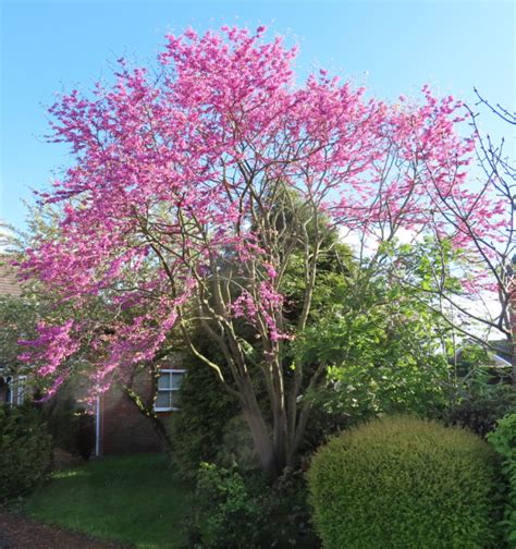 identification    tree  large shrub  pink flowers  snapdragons
