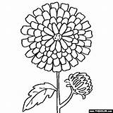 Flower Coloring Chrysanthemum Pages Flowers Color Online Book Mums Kids Sheets Thecolor Children Colouring Drawing Mum Templates Printable Preschool Template sketch template