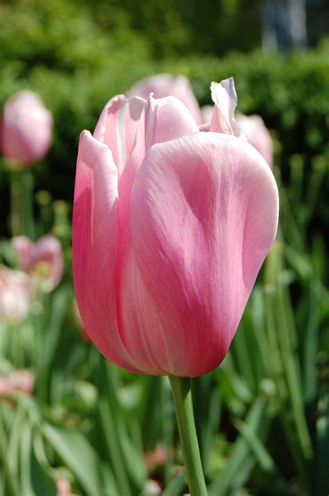 lanka tulipe rose tulipa