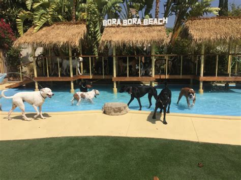 paradise ranch los angeles dog boarding cage  dog kennel
