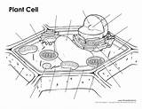 Cell Plant Diagram Labeled Unlabeled Blank Printable Timvandevall Sketch Science Parts Cells Golgi Apparatus Drawing Animal Biology Color Printables Worksheet sketch template
