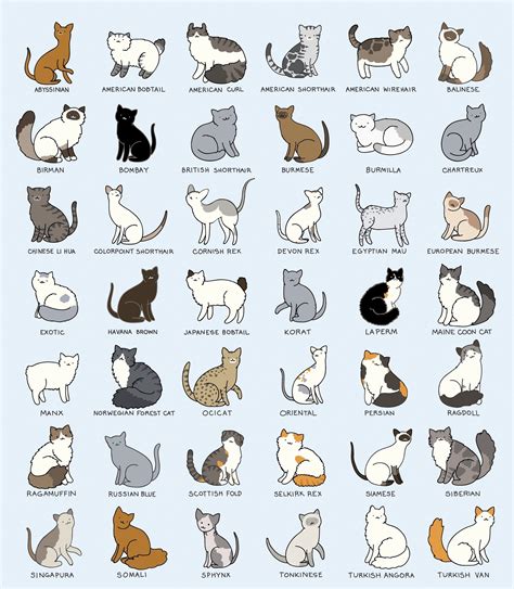 pin  darya  daryart cats illustration cat breeds cat breeds chart
