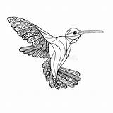 Monochrome Zentangle Hummingbird Antistress Kolibrie Colibri Coloration Schets Kleurende Vectorillustratie Beeld Croquis Courante sketch template