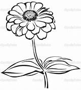 Zinnia Flower Coloring Drawing Pages Sketch Getcolorings Color Getdrawings Printable sketch template