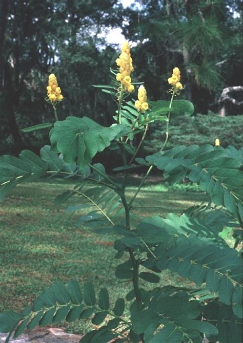 Senna Obtusifolia Sickle Pod Wild Senna Go Botany