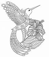 Coloring Hummingbird Adult Zentangle Hibiskus Vector Pages Stock Illustration Hibiscus Tattoos Books Background Details High Panki Mandala Flying Template Sketch sketch template