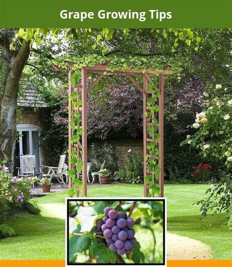 grow grapes   seed  growing grapes   fence