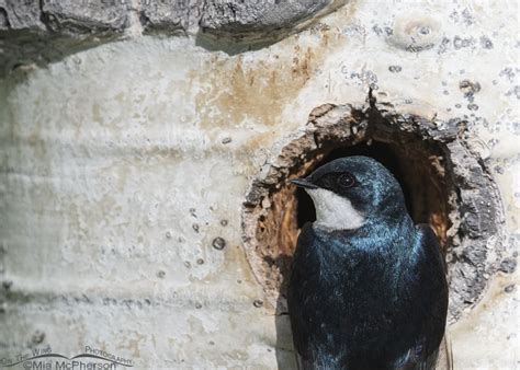nesting tree swallows   high uintas mia mcphersons   wing photography