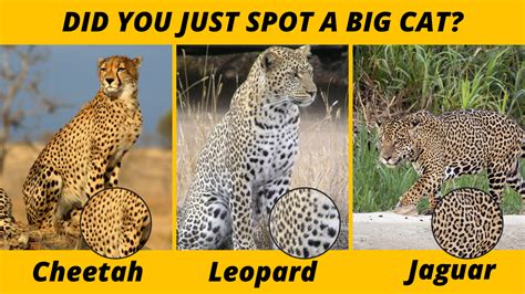 leopard  cheetah  jaguar  panther