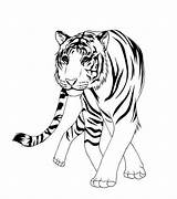 Tiger Coloring Pages Carabao Chinese Asian Drawing Siberian Getcolorings Animals Getdrawings Comments Color sketch template