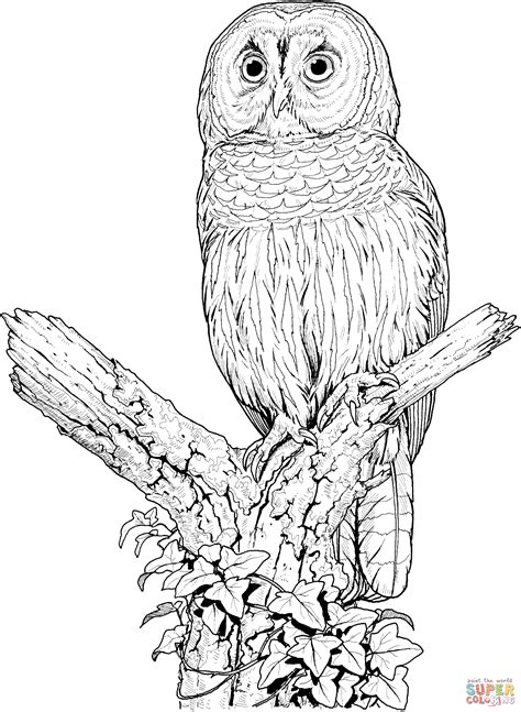 perched barred owl coloring page  printable coloring pages