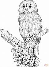 Eule Eulen Ausmalen Ausmalbilder Coloriage Chouette Ausdrucken Ausmalbild Malvorlagen Barred Uhu Owls Colorier Gufo Disegno Colorare Realistic Sitzender Perched Sheets sketch template