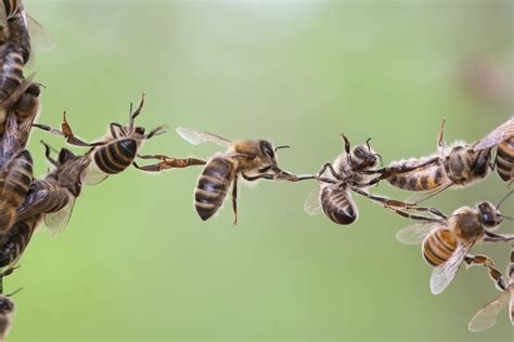 bijen die elkaar helpen tekstpoint communicatie