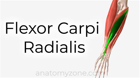 flexor carpi radialis origin insertion action  model anatomyzone