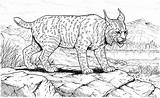 Lynx Coloring Pages Big Cat Bobcat Realistic Animals Cats Wildlife Clipart Drawings Pacing sketch template