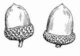 Acorn Drawing Coloring Acorns Bellota Pages  Library Clipart Dibujo Colorear Para Trademark Kardashian Sisters Names Open Their Kids Post sketch template