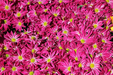 de bloem van de chrysant op de tuinachtergrond stock foto image  plantkunde schoonheid