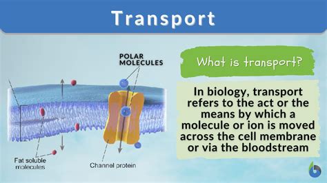 transport definition  examples biology  dictionary