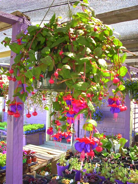 hanging baskets omaha garden shop