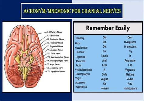 acronym  cranial nerves mnemonic dirty funny tricks