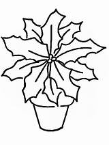 Coloring Pages Poinsettia Holidays Christmas Color Poinsettas Mistletoe Poinsetta Cliparts Book Flowers Printable Coloringpagebook Clipart Realistic Colouring Clip Ws Advertisement sketch template