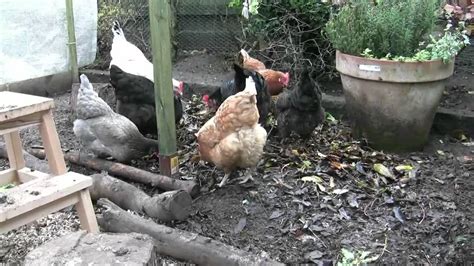 chickens and leaves mp4 youtube