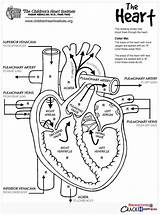 Cardiac Circulatory Arteries Veins Organ Parts sketch template