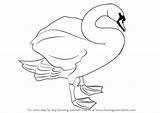 Swan Mute Draw Drawing Step Drawingtutorials101 Tutorials Birds sketch template