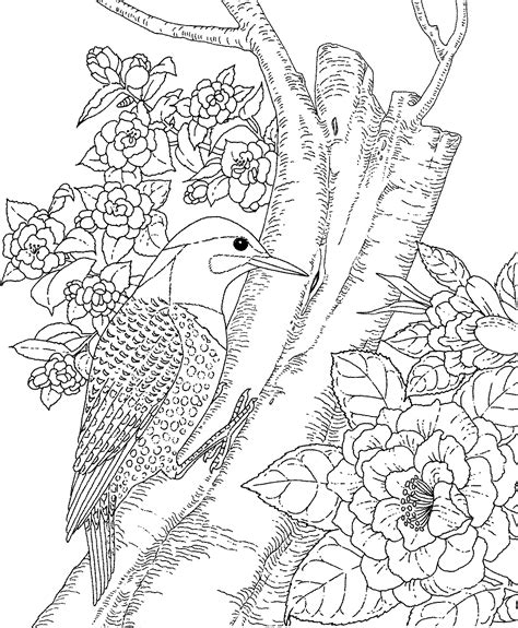 birds  flowers coloring pages pictures imagixs coloring