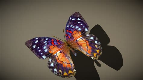 drt birds  critters butterfly  buy royalty   model