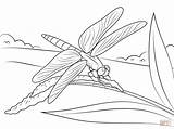 Dragonfly Libelle Dragonflies Insekten Ausmalbilder Supercoloring Damselfly Sits sketch template
