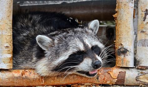 raccoon tests positive for rabies in old lyme