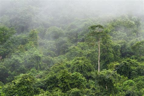 bosque húmedo tropical — fotos de stock © wollertz 37151201