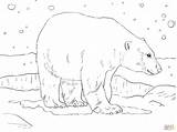 Ours Colorear Polaire Oso Polare Orso Osos Colorat Urs Supercoloring Polares Bears Adulte Incroyable Animali Icee Amusant Mammiferi sketch template